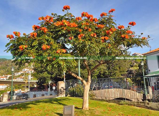 Cây so đo cam nở hoa